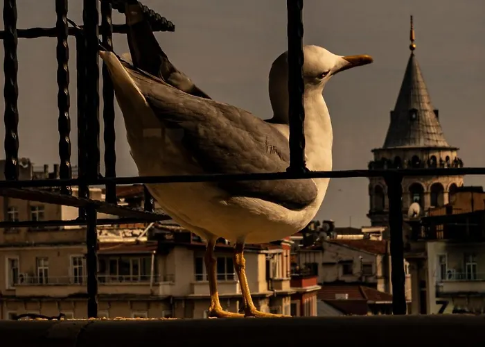 갈라타 M84 아파트호텔